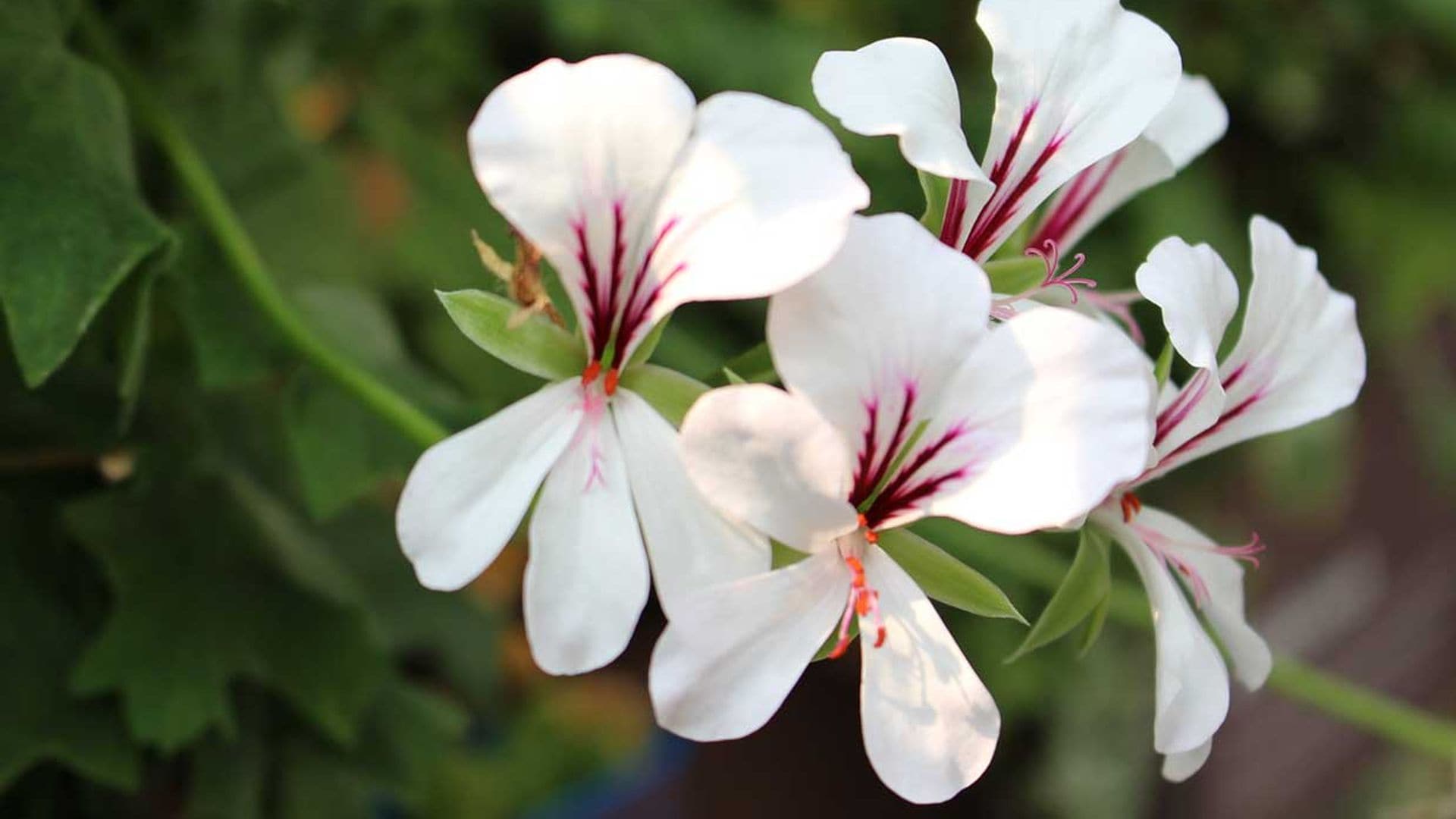 10 plantas que te ayudarán a ahuyentar a los mosquitos de tu jardín o terraza