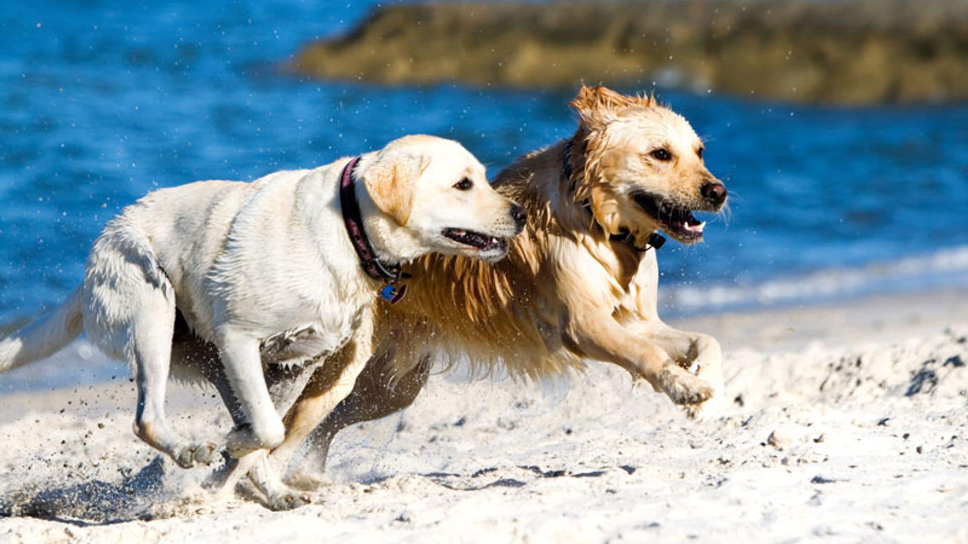 Cómo diferenciar un labrador de un golden retriever