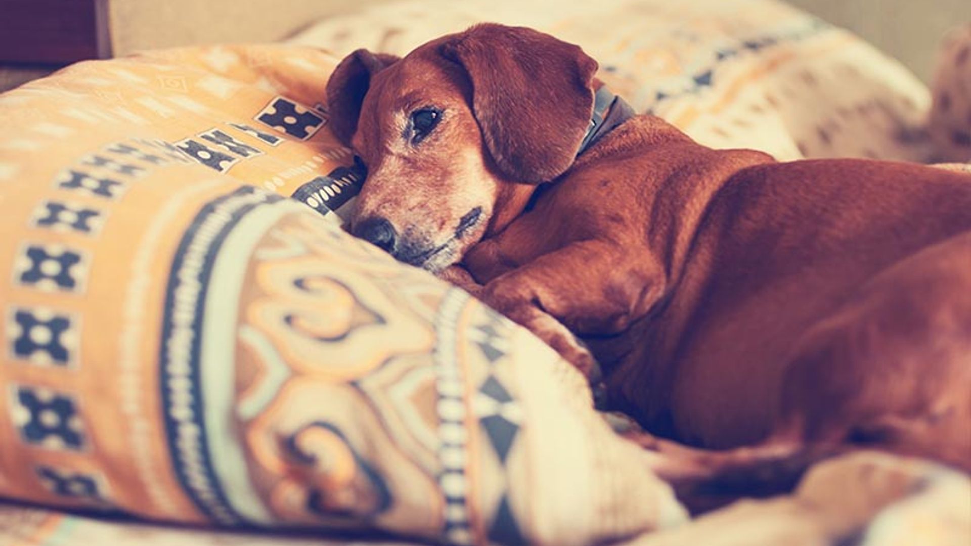 Los perros también padecen alzhéimer