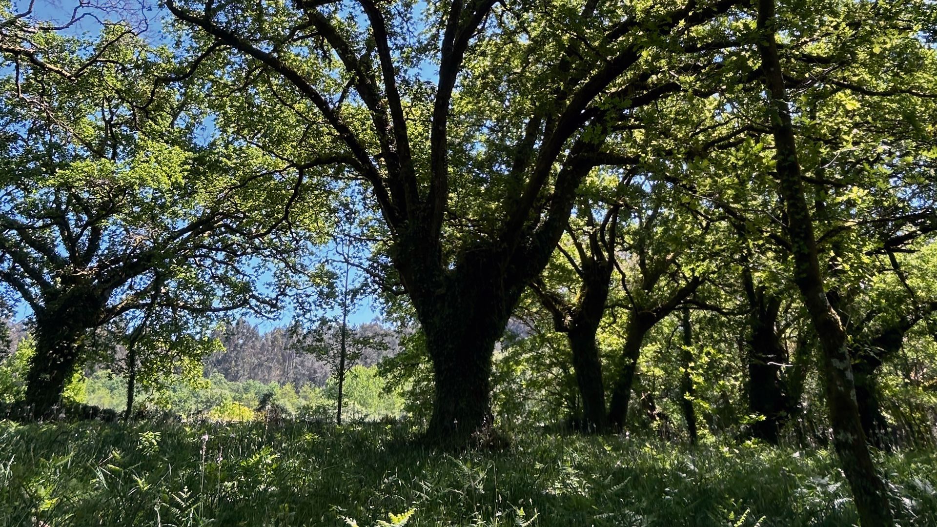 Foto de naturaleza