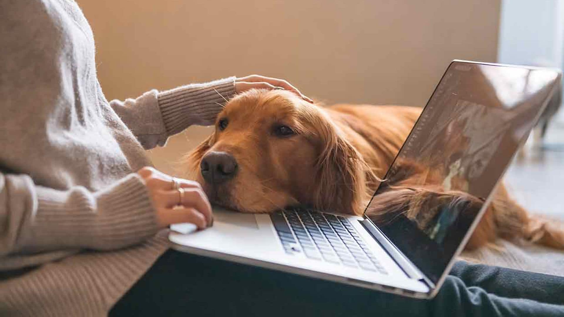 ¿Vuelves al trabajo presencial? Sepárate de tu perro o gato de forma saludable