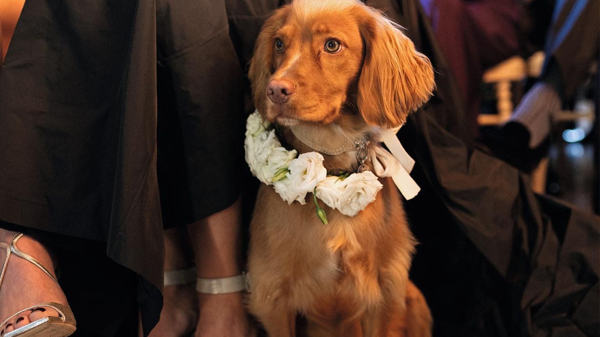 ‘Domino’, la otra gran protagonista del ‘sí, quiero’ de Alex Rivière: cómo preparar a tu perro para una boda