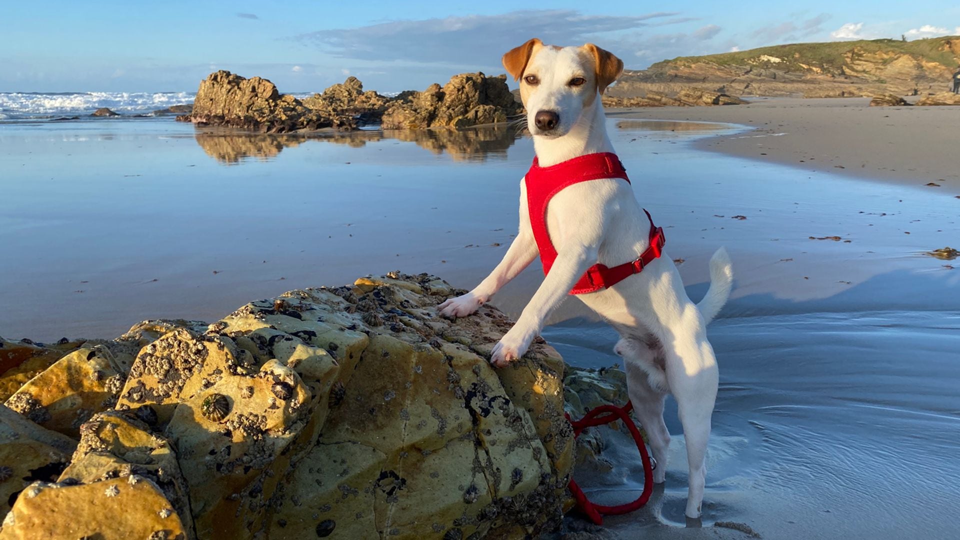 Pipper, el perro influencer y viajero más televisivo de España en Picos de Europa