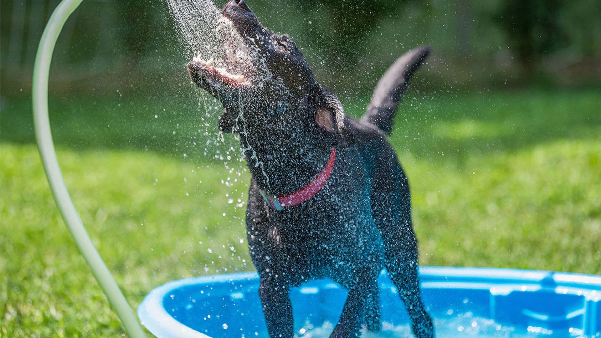 piscina perritos