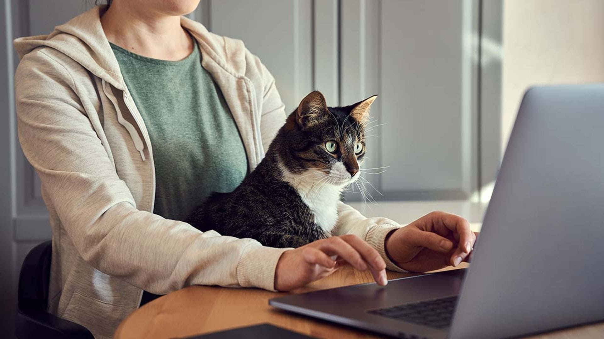 Razones por las que a tu gato le fascina tu portátil