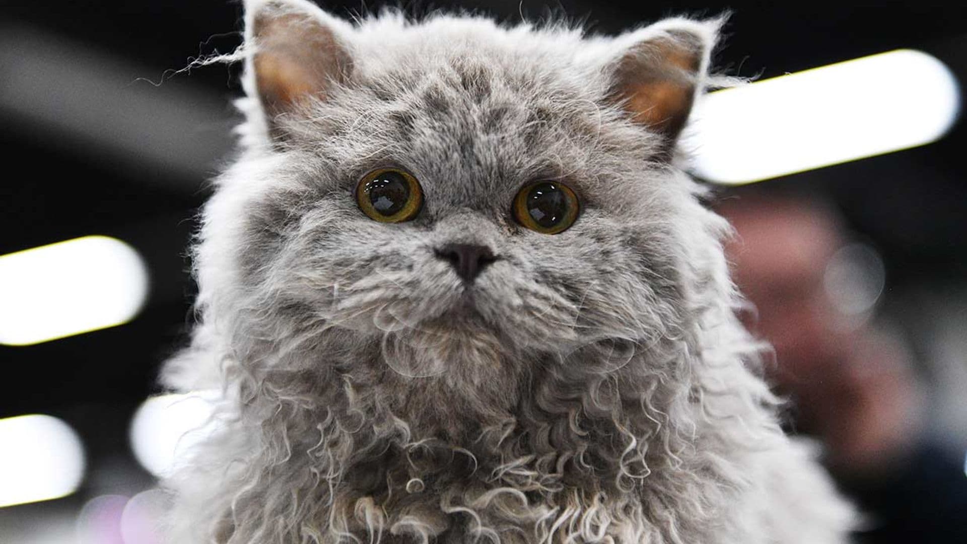 ¿Es un gato o un peluche? Conoce la raza Selkirk rex