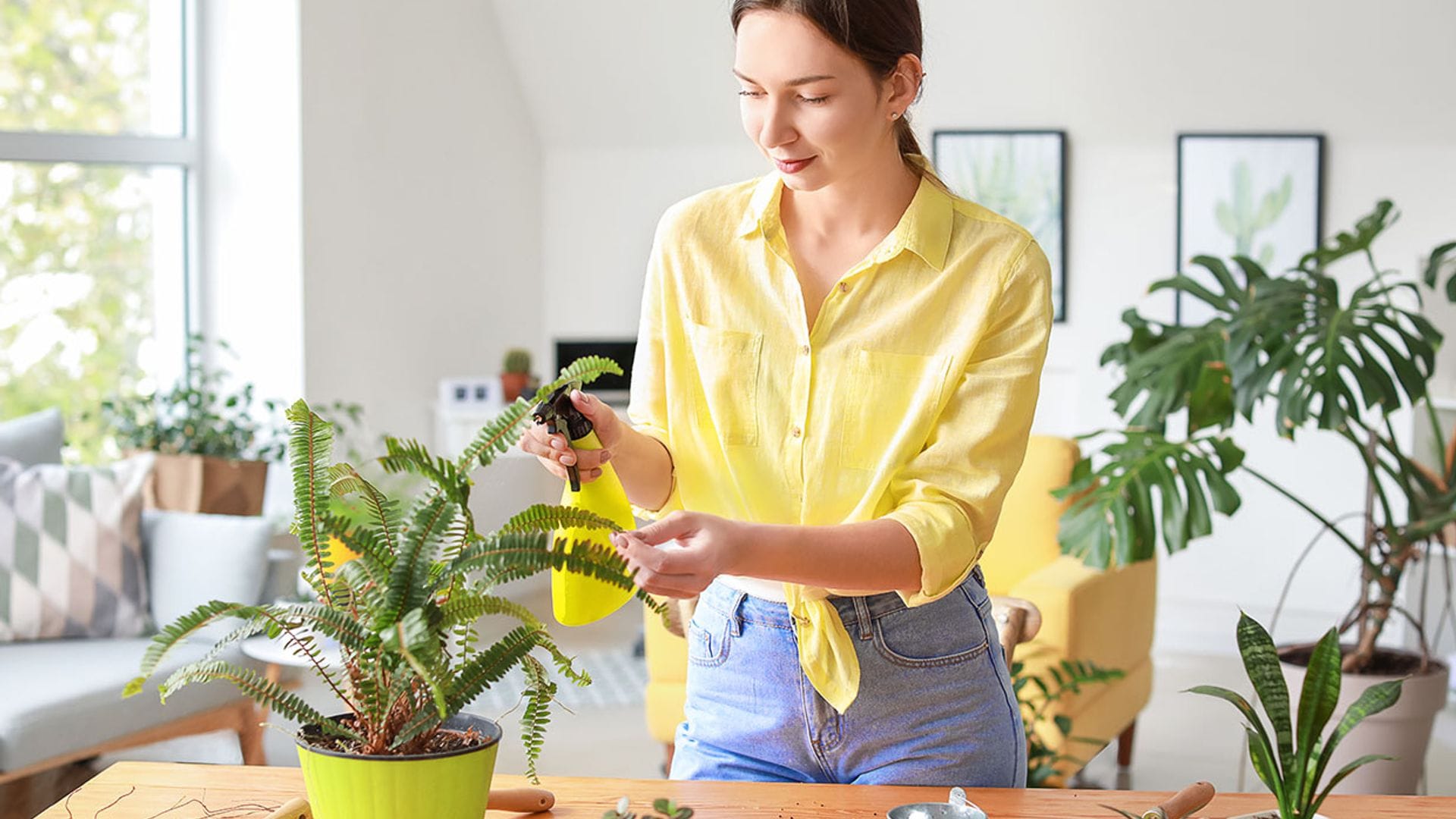 Todas las claves para cultivar helechos como plantas de interior