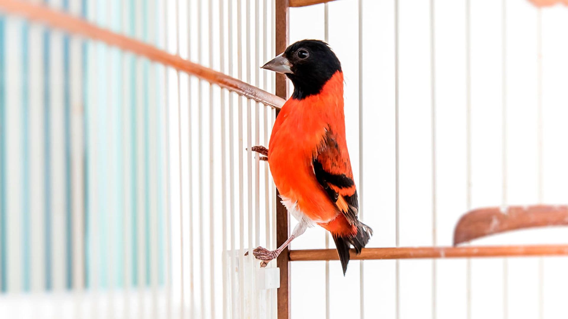 Estas son la aves cantoras más alegres