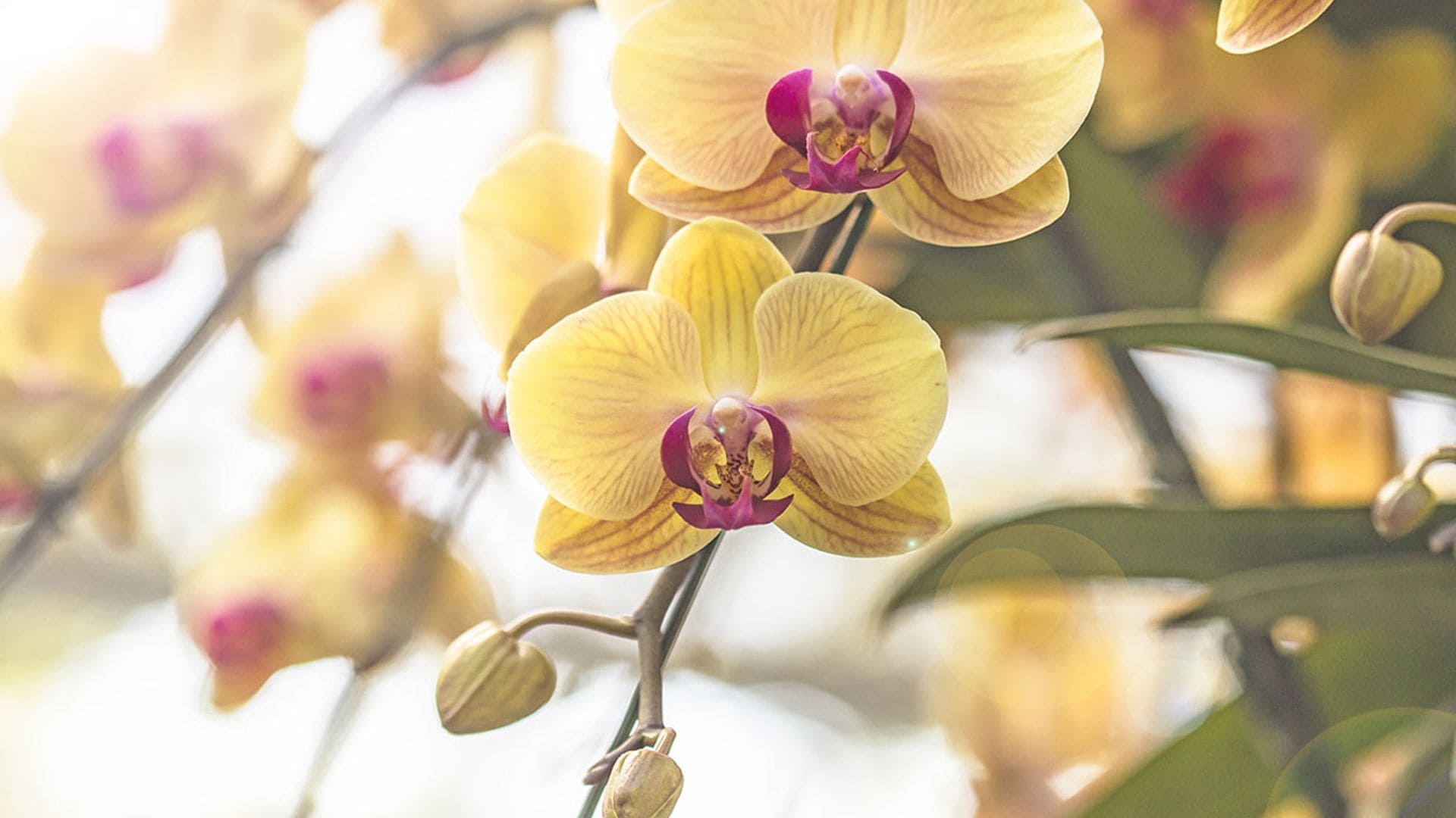 Cómo cultivar orquídeas y conseguir que se llenen de flores