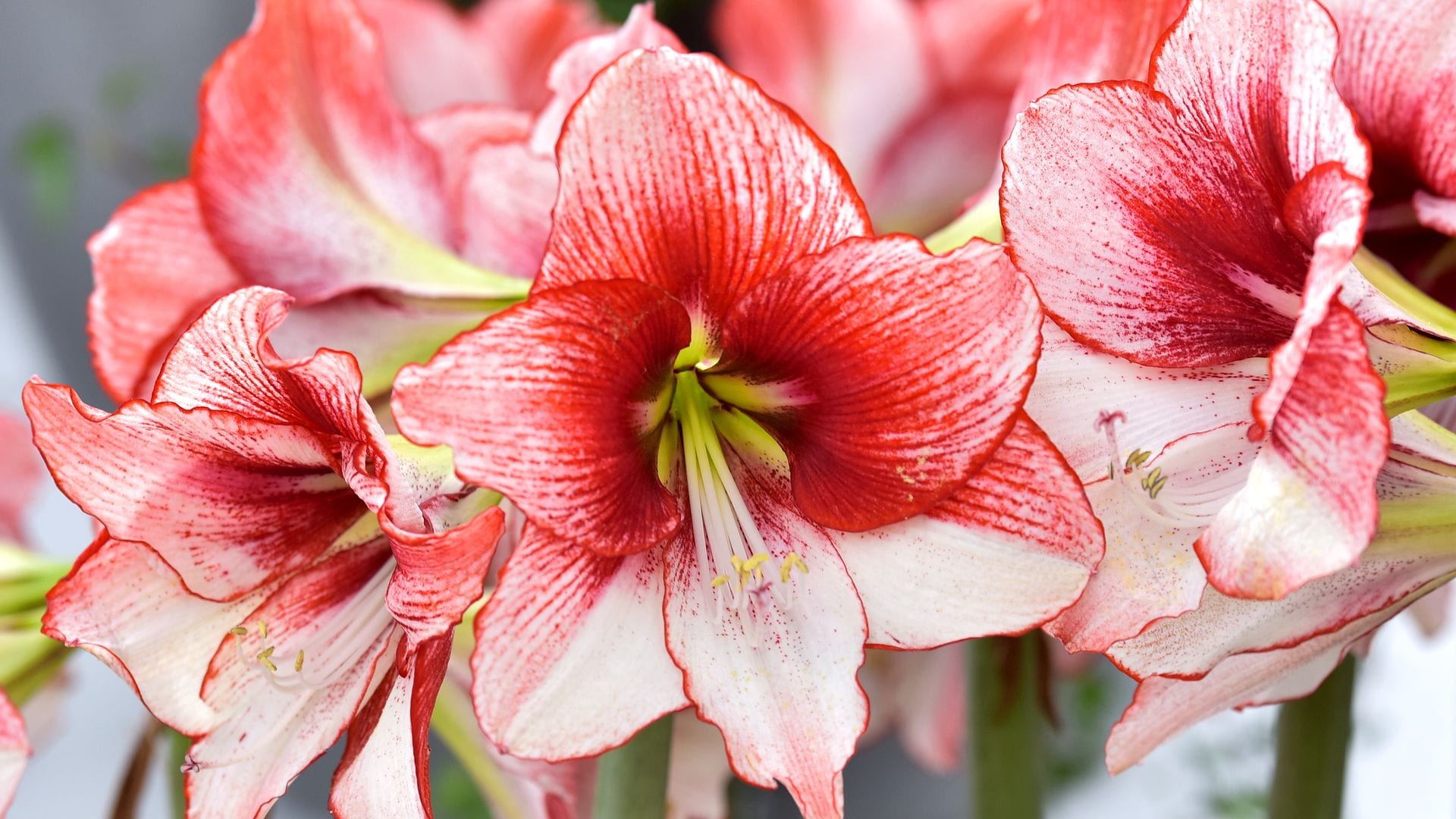 Cuidados de la amarilis, la flor que necesitas para alegrar tu casa en invierno