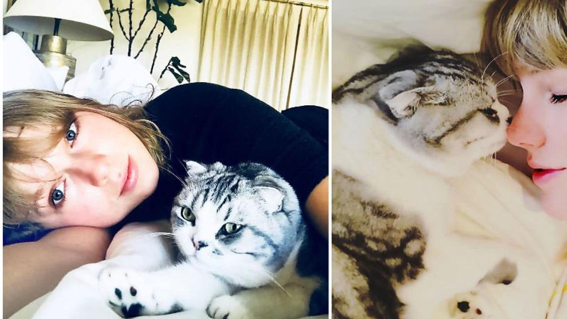 ¡Taylor Swift y su pasión felina! Conoce a sus gatos Meredith, Olivia y Benjamin