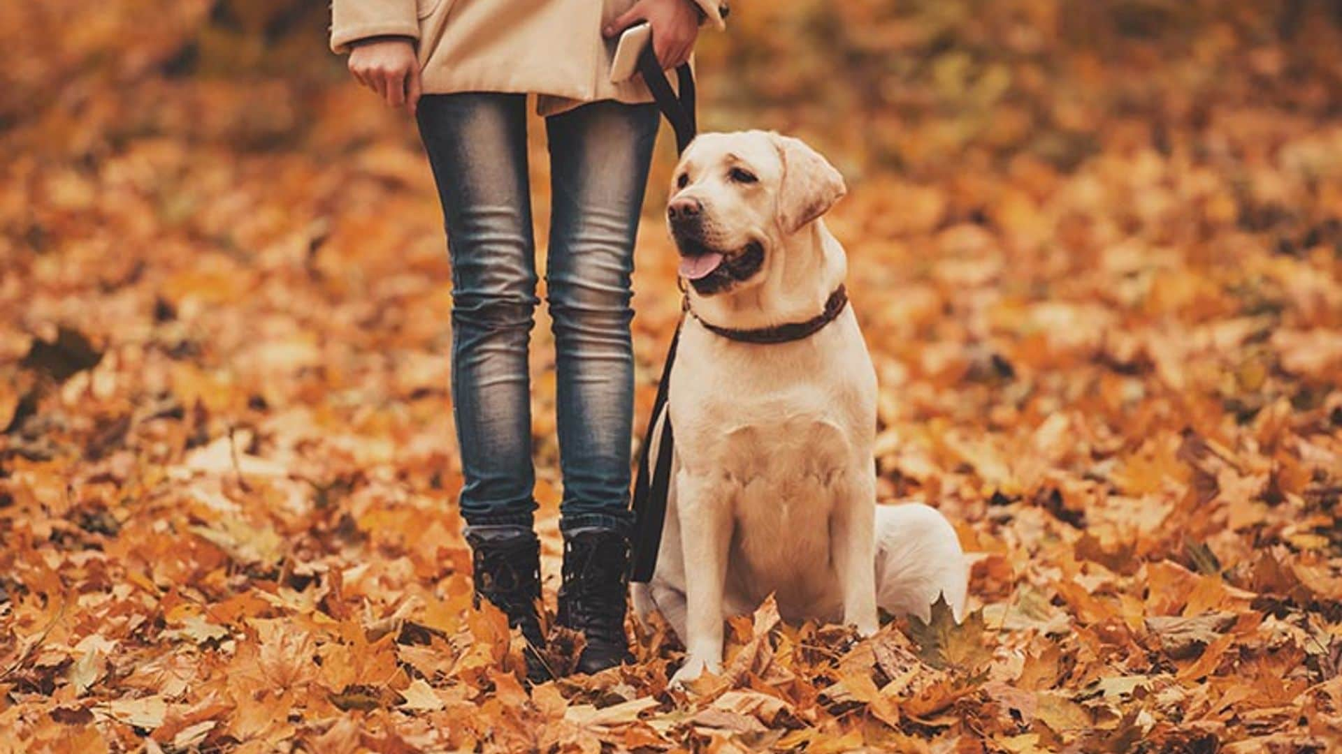 Los cuidados que va a necesitar tu perro con la llegada del otoño