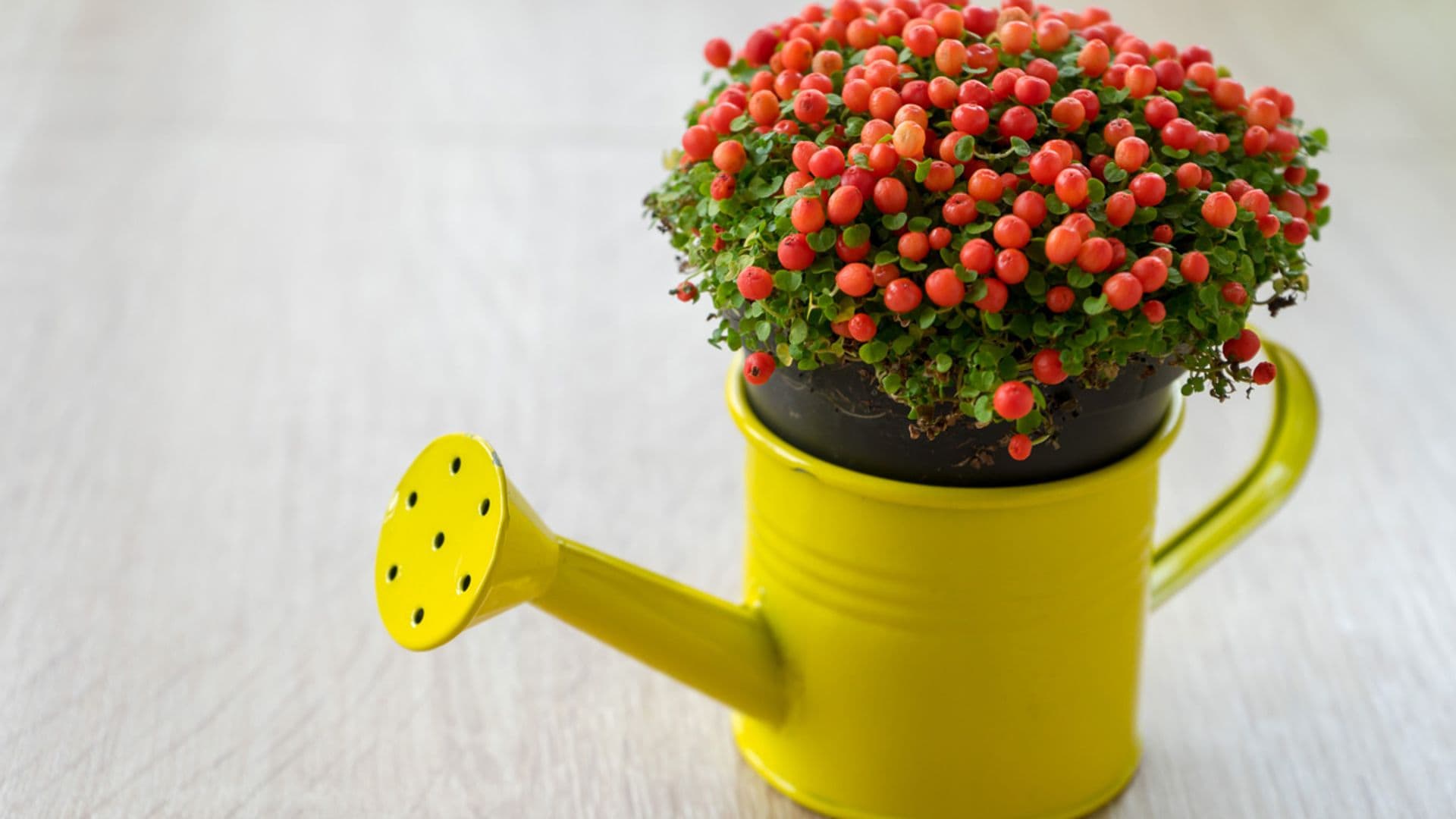 Los cuidados de la nertera, una ornamental planta de interior con bayas