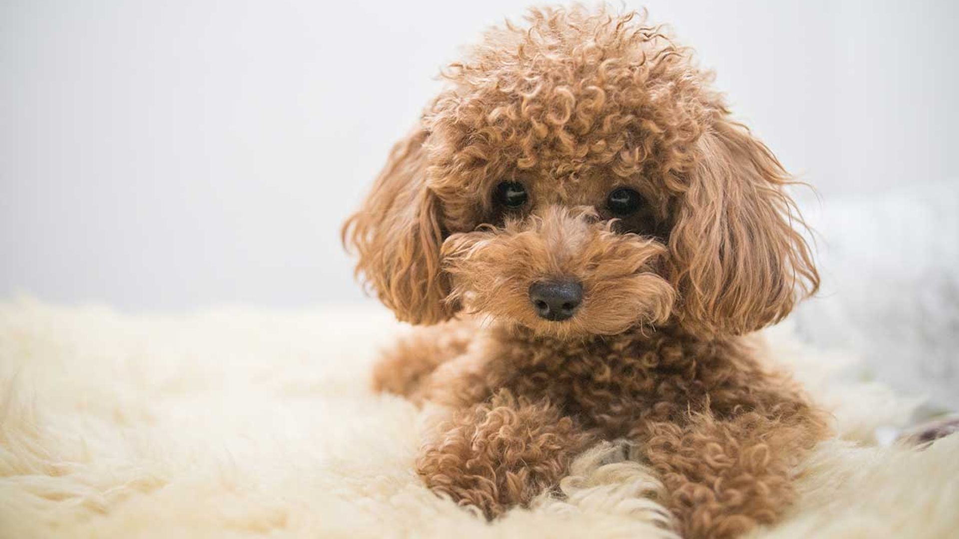 Caniche: un cariñoso, inteligente y entrañable perro de compañía