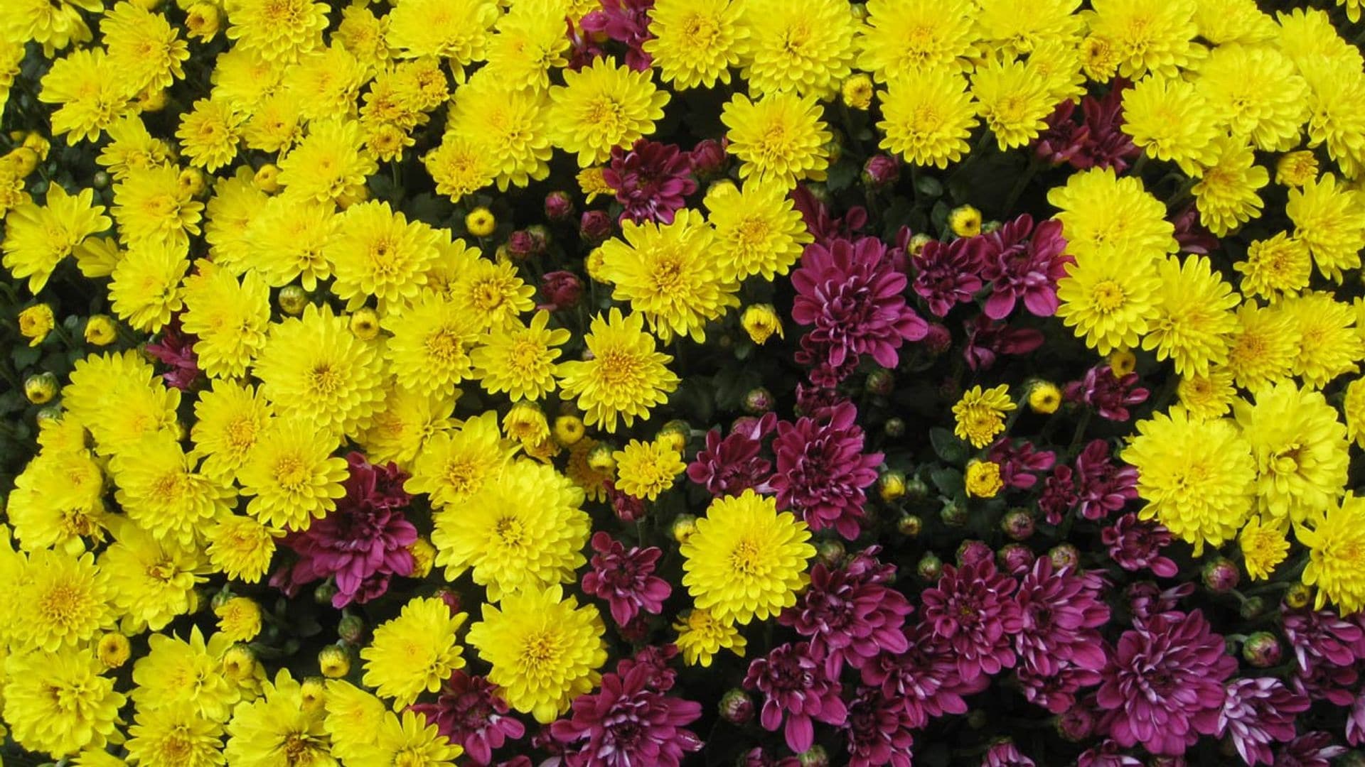 ¿Quieres cultivar plantas de siempreviva? ¡Llenarán tu jardín de color!