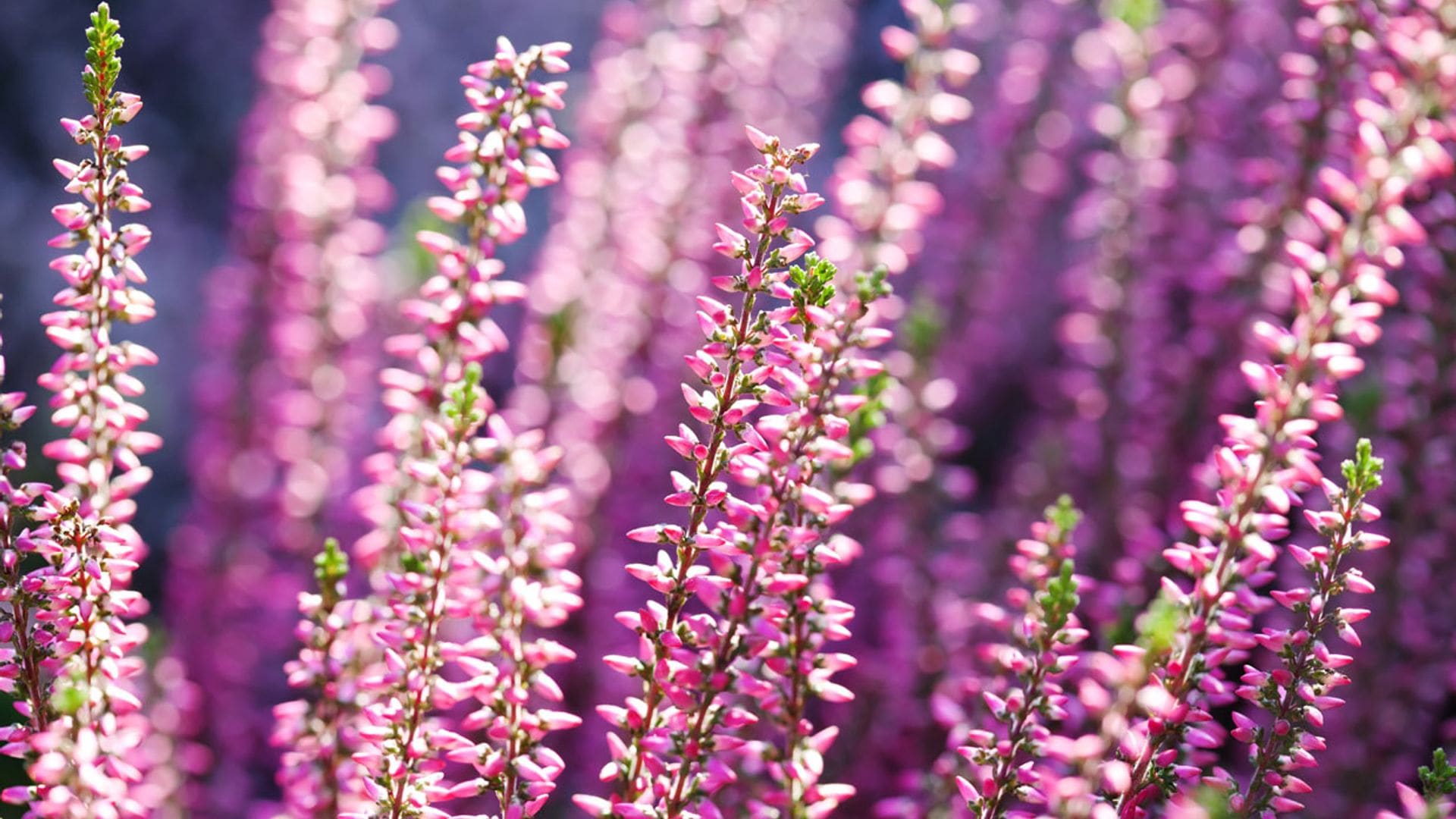 El fuerte poder ornamental del brezo alegrará tu jardín en otoño llenándolo de color