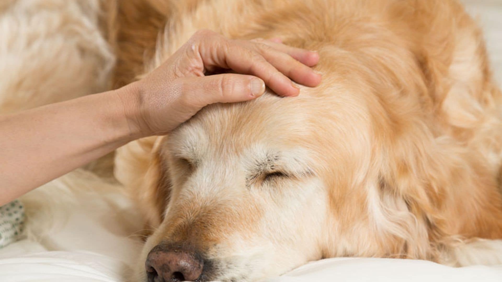 ¿Cuánto tarda tu mascota en recuperarse tras la castración?