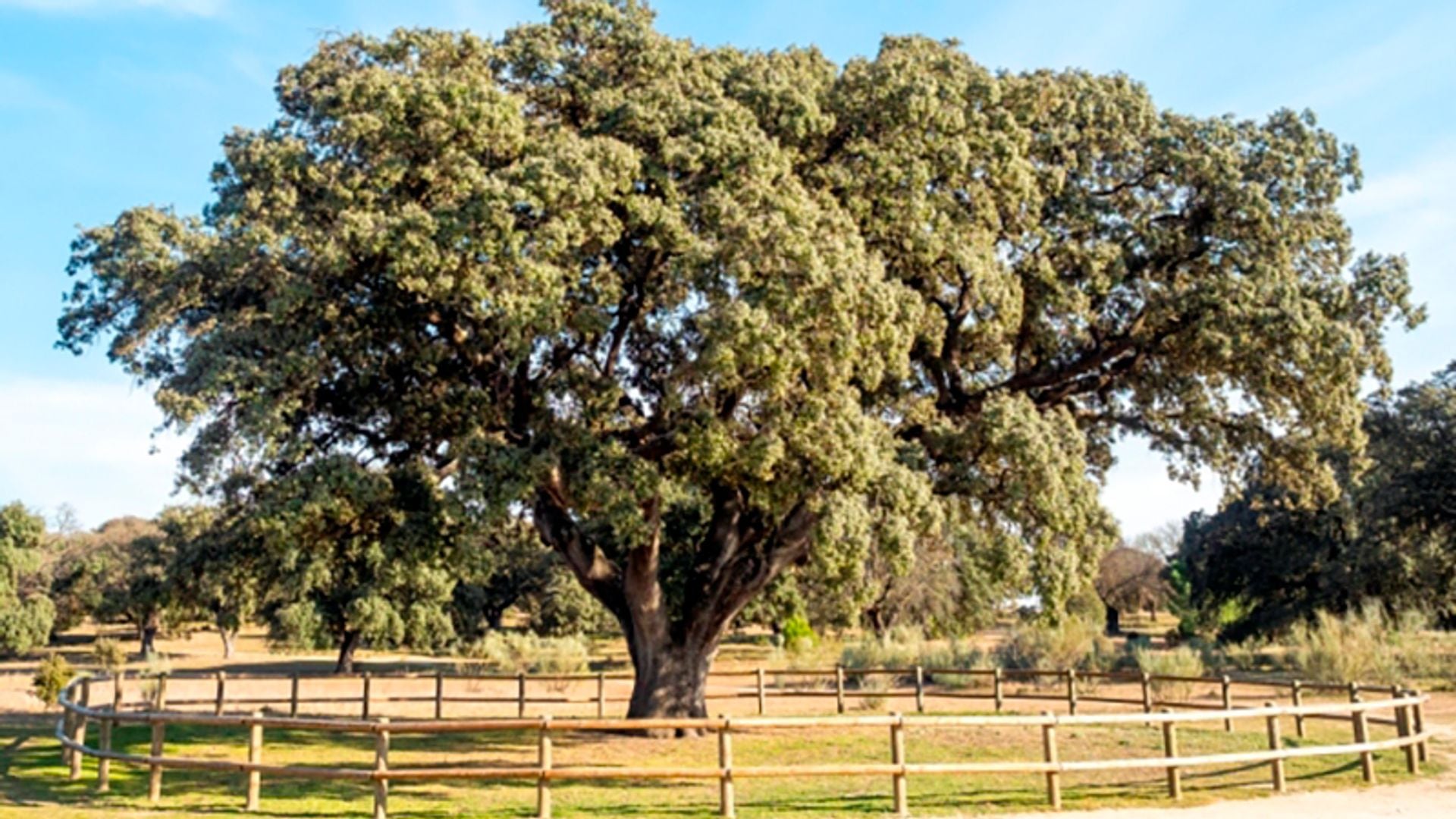 La Invencible, uno de los árboles más característicos de Boadilla del Monte