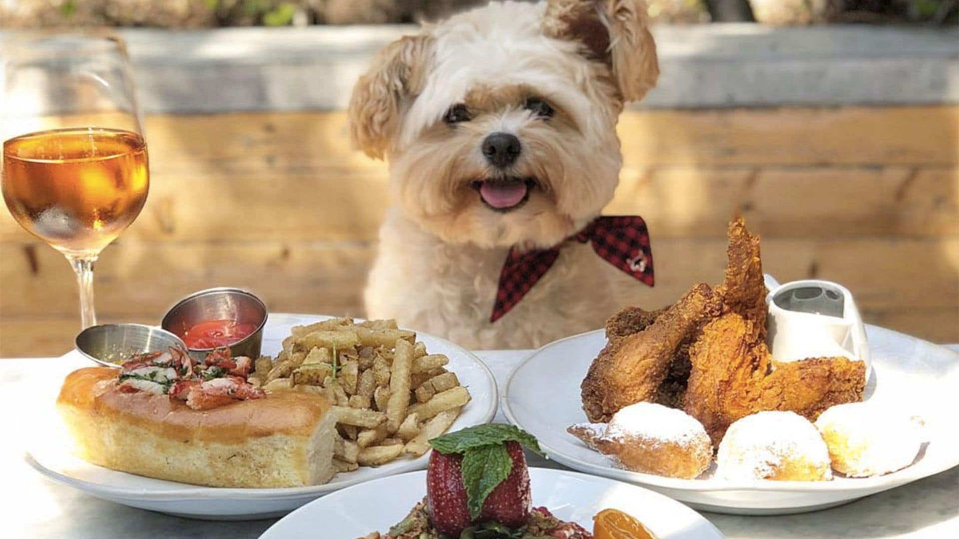 Popeye, el perrito 'foodie' que enamora en Instagram