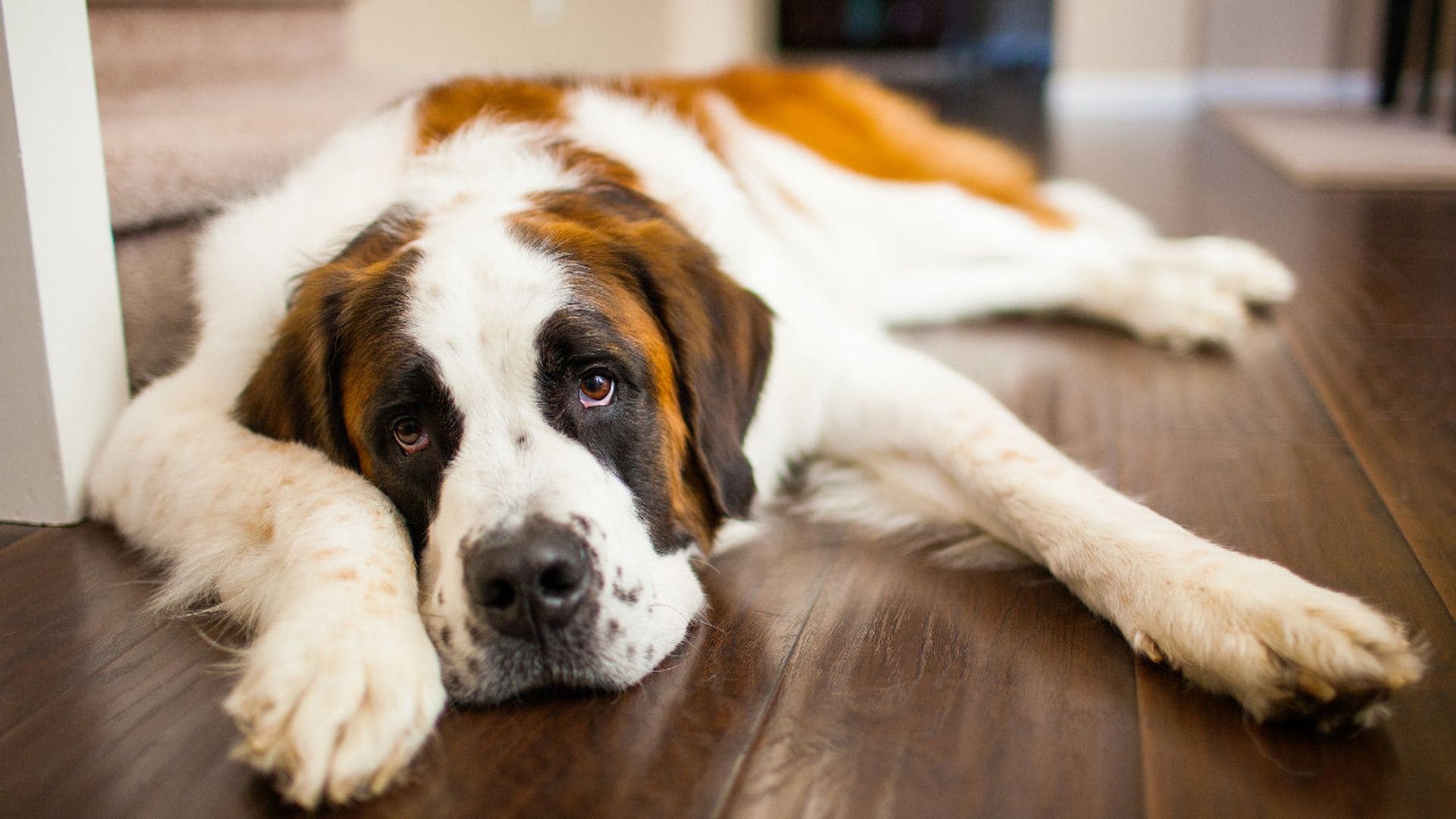 Tu perro está siempre cansado, ¿cuáles pueden ser las causas?