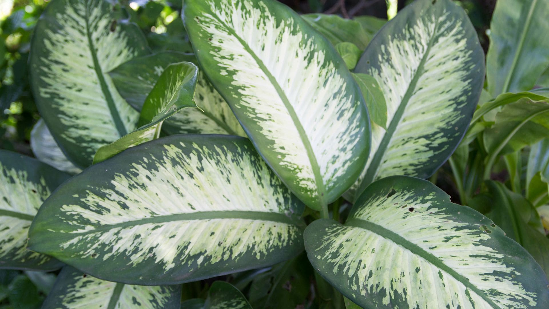 Plantas de interior con hojas grandes y llamativas para decorar los rincones de tu casa