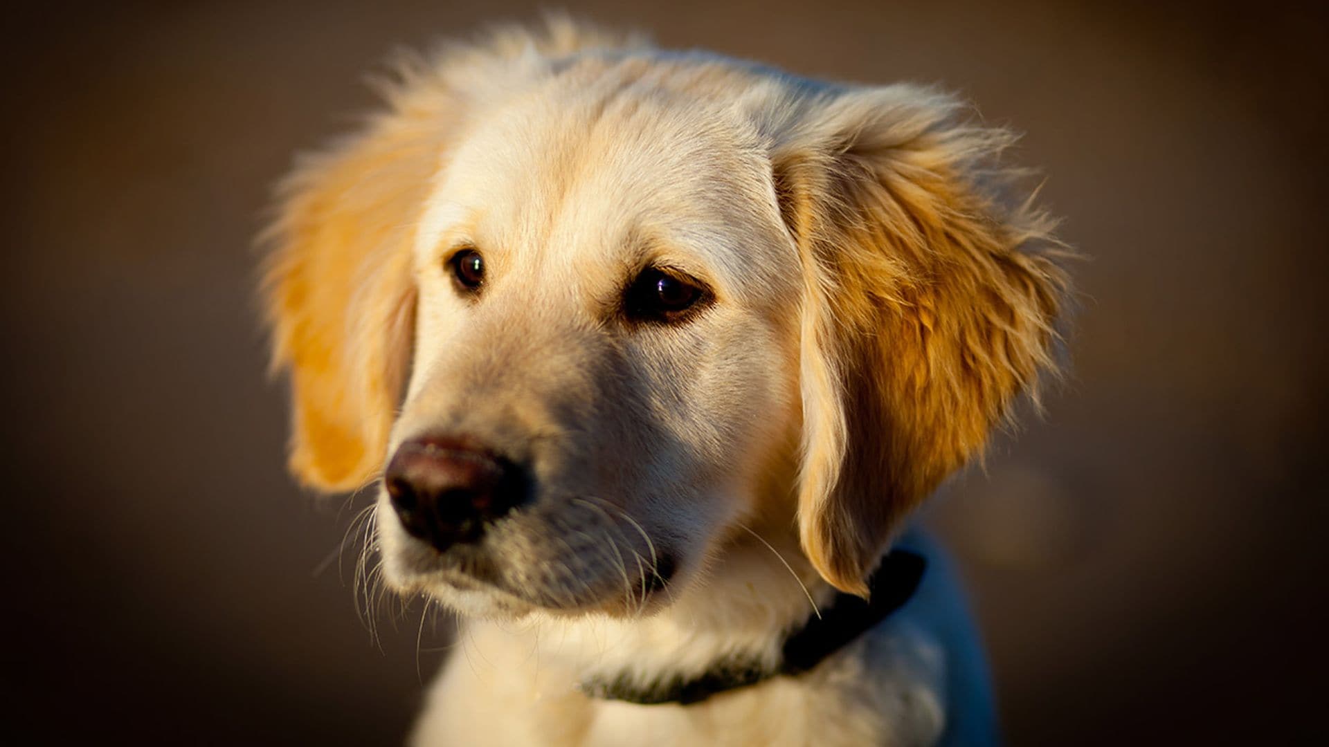 Tombot, el golden retriever robótico que podría ayudar a mayores con demencia