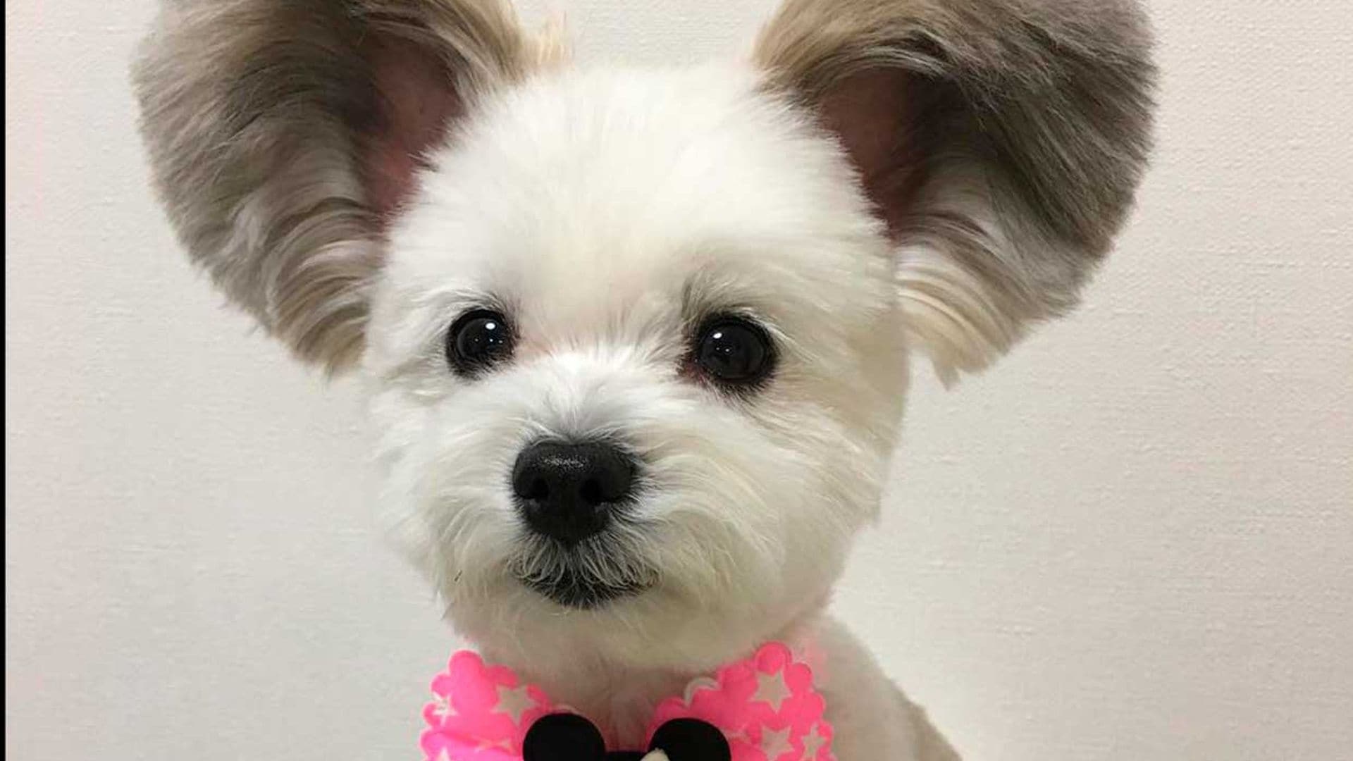 ¿Un perrito con las orejas de Mickey Mouse? Se llama Goma y es un fenómeno viral