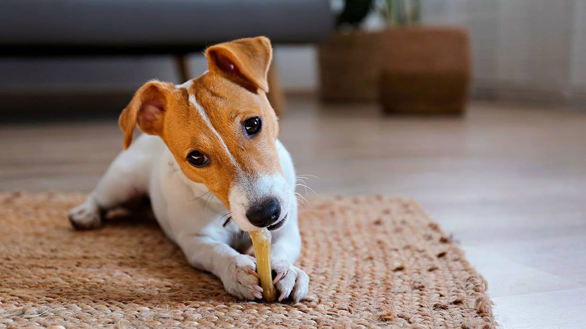 Razones por las que tu perro esconde comida en los lugares más insospechados