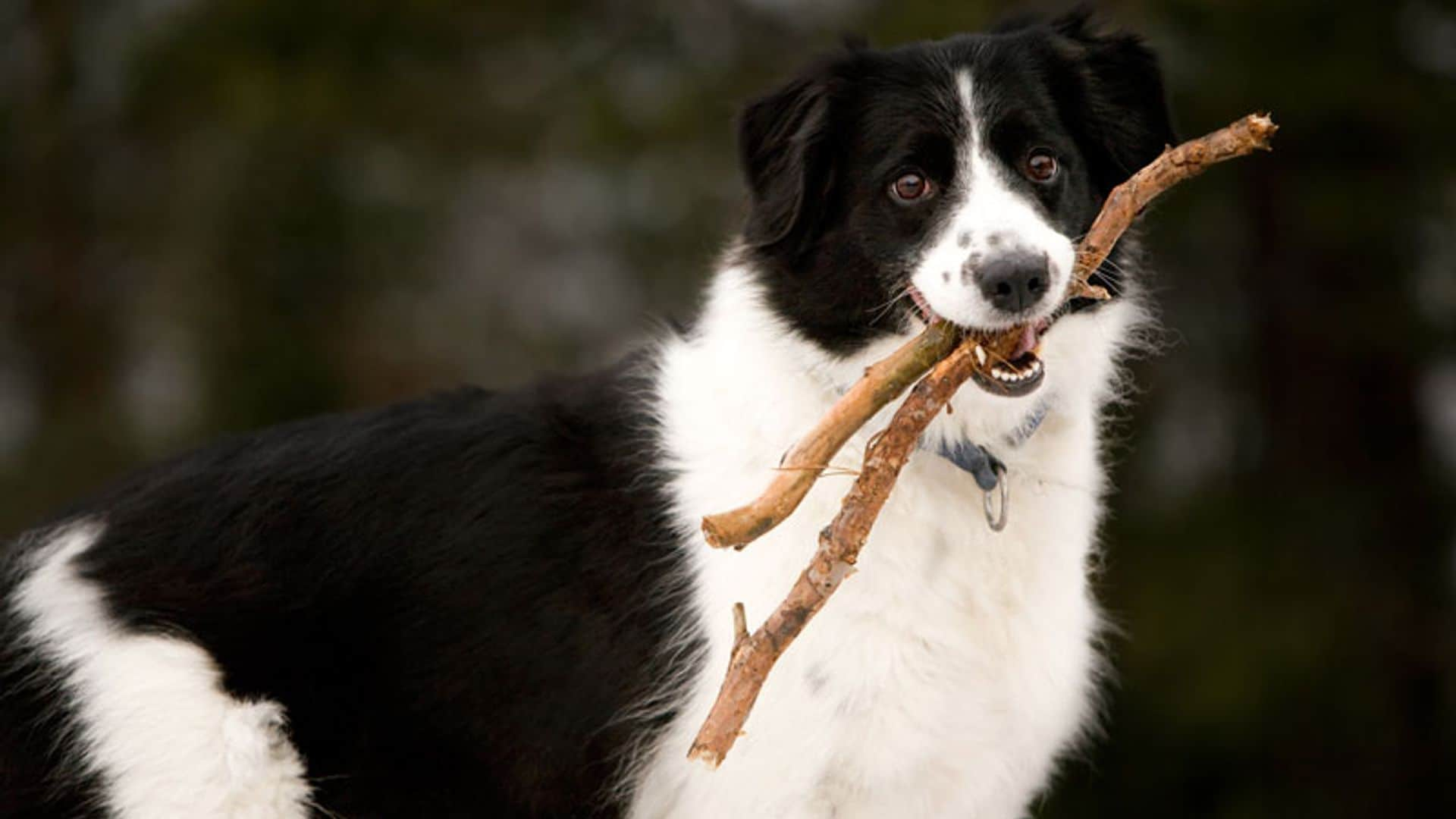 Una border collie se entusiasma al ver su triunfo en la televisión