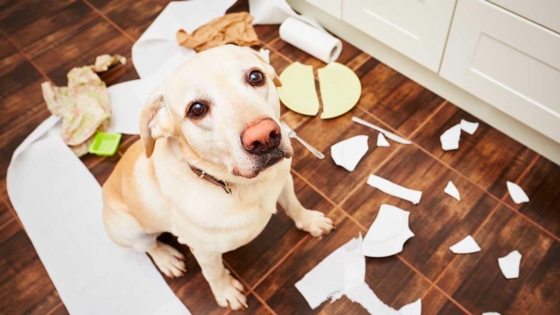 Si tu perro es desobediente, puede que el problema lo hayas causado tú