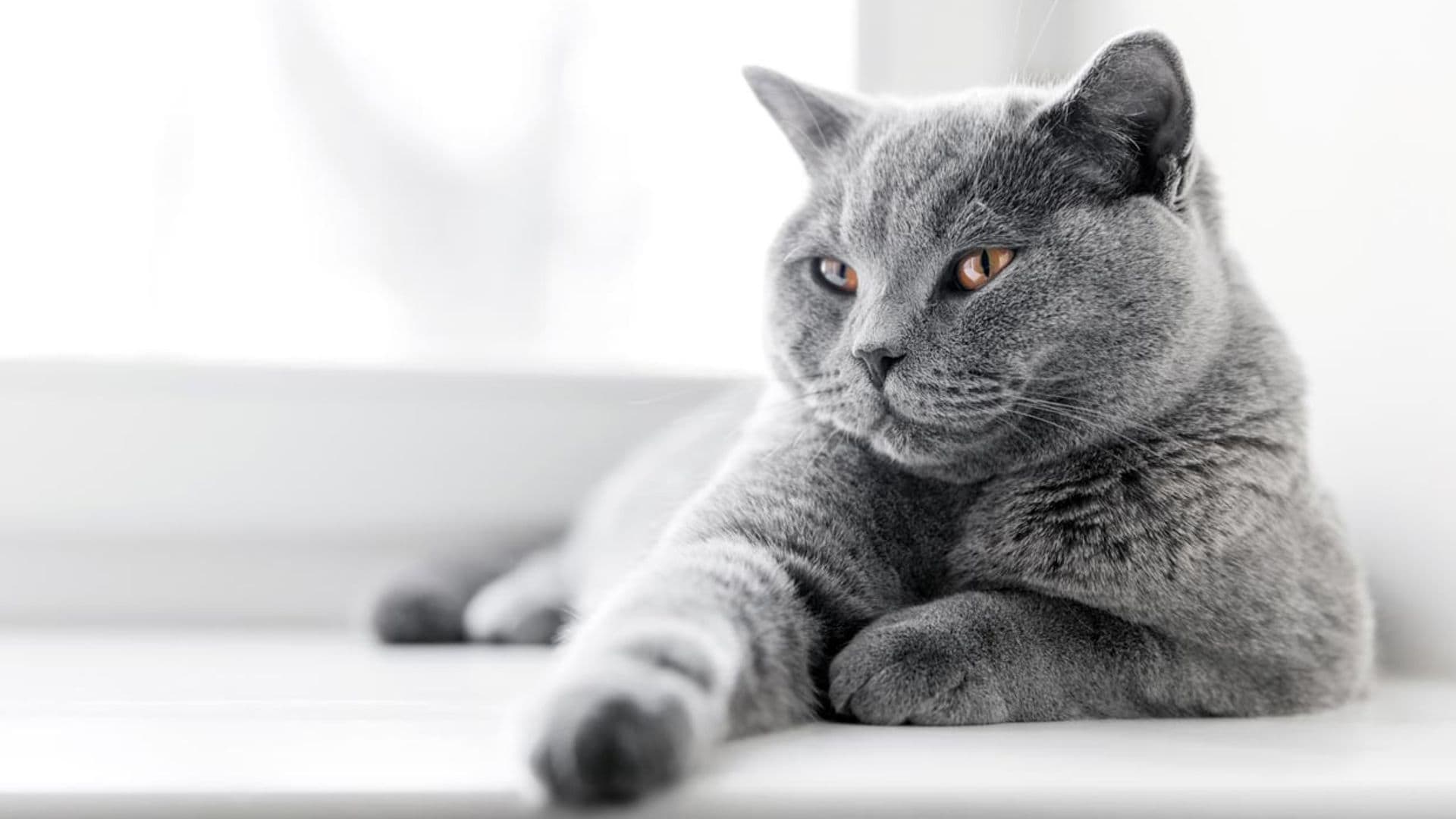 Si tu gato ya es mayor, estas son las enfermedades más comunes que puede padecer