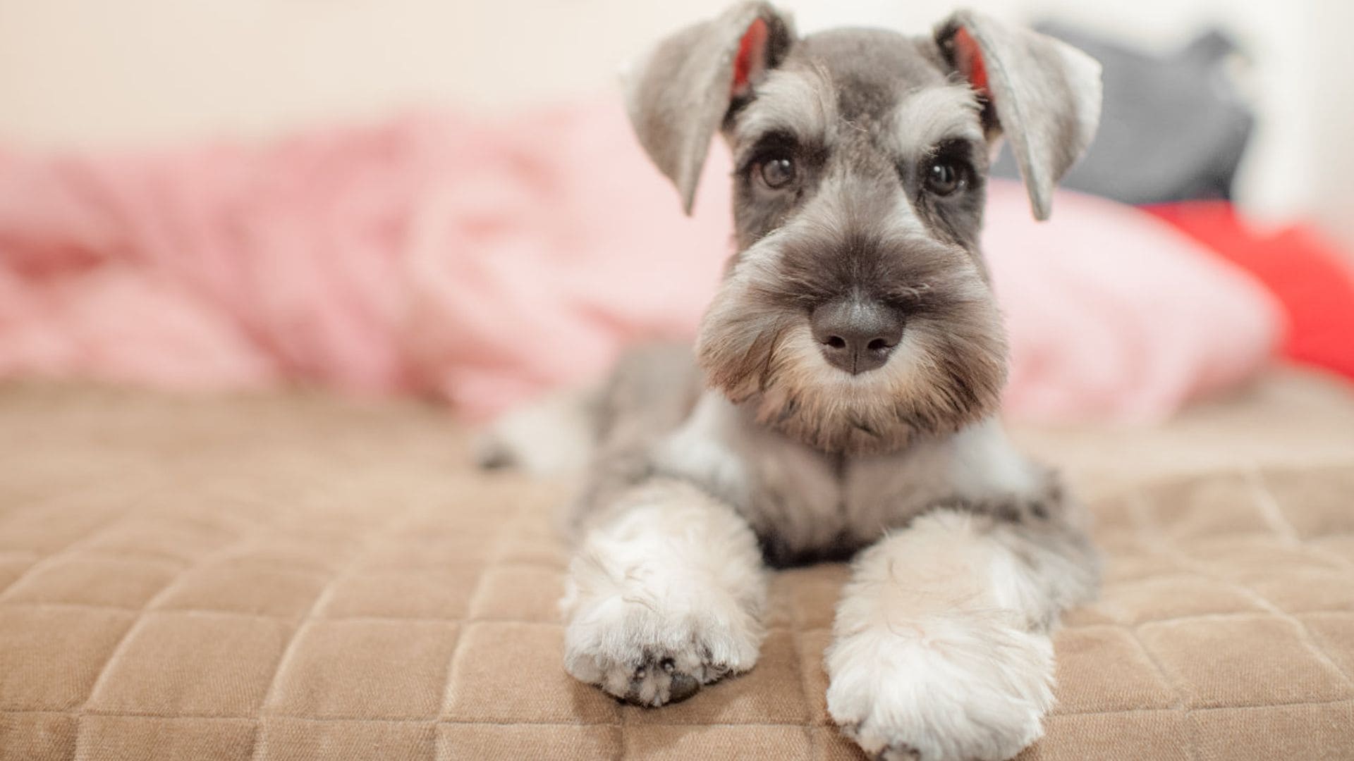 ¿Sabes qué es un perro 'toy' y cuáles son sus características?