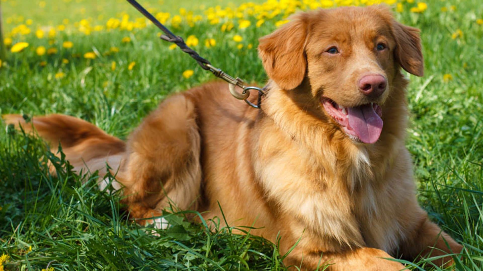 ¿Sabías que los perros pueden ayudarte si tienes diabetes?