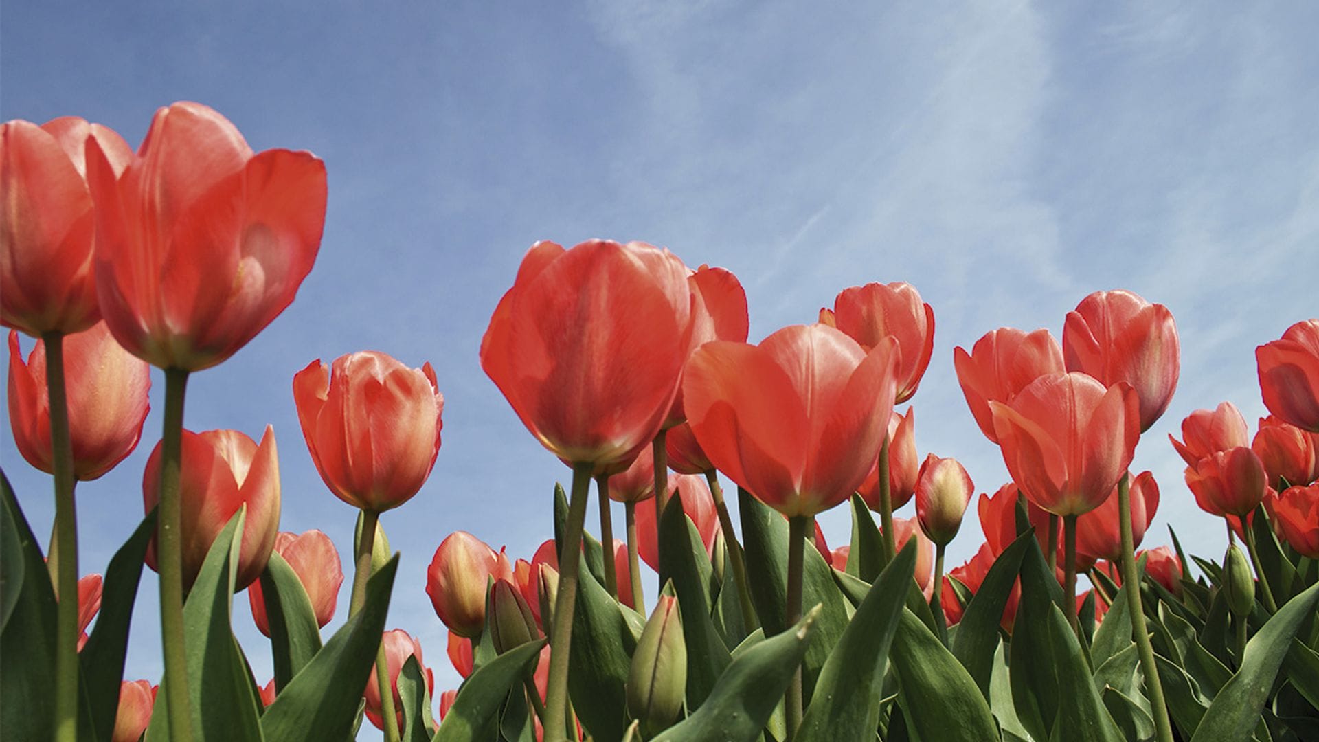 Cómo cultivar tulipanes: una planta con una floración espectacular