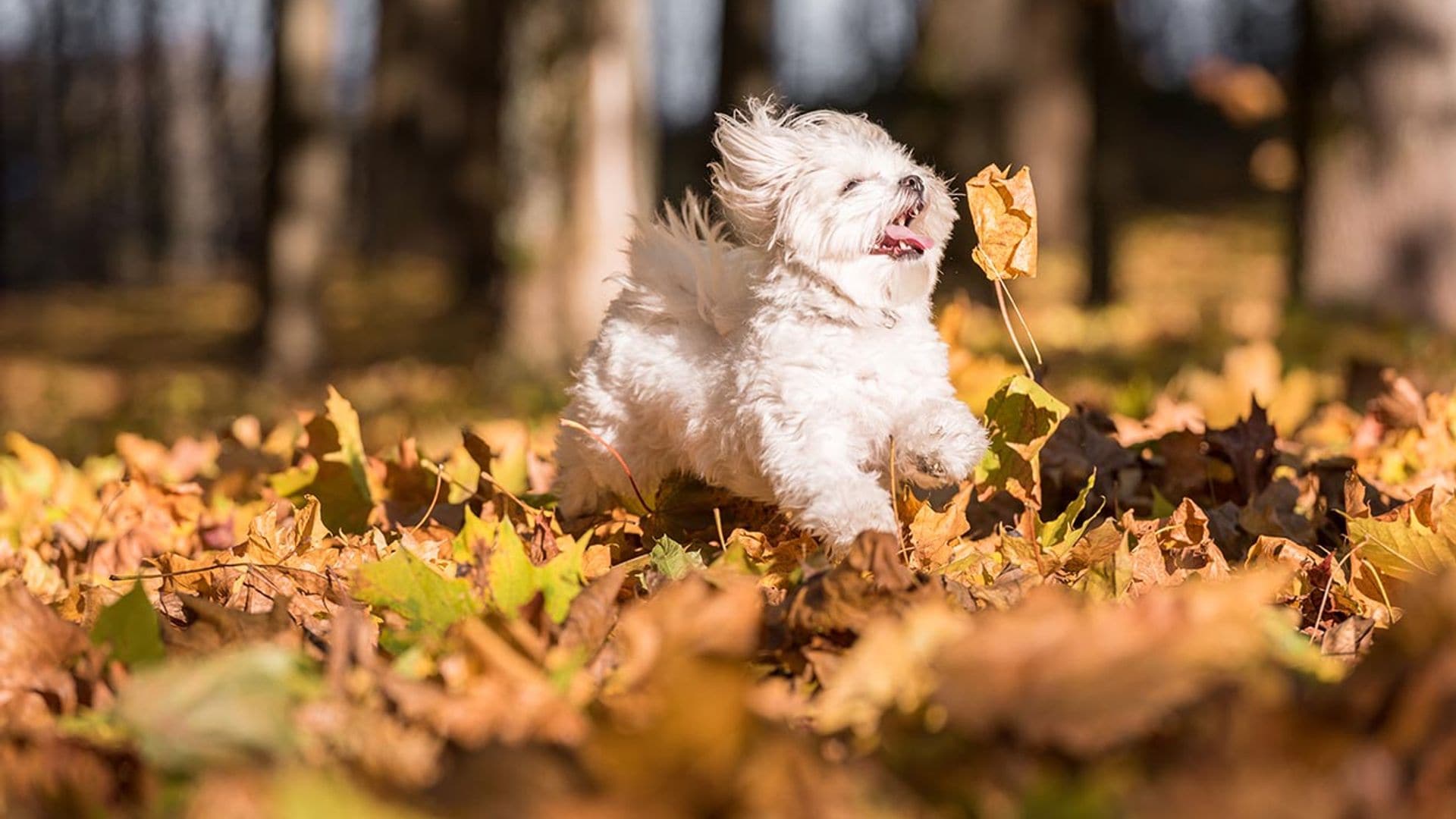 Si vives en un piso pequeño, algunos de estos perros tienen el Guinness por su tamaño