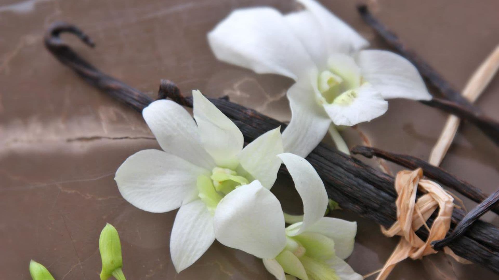 orquidea vainilla