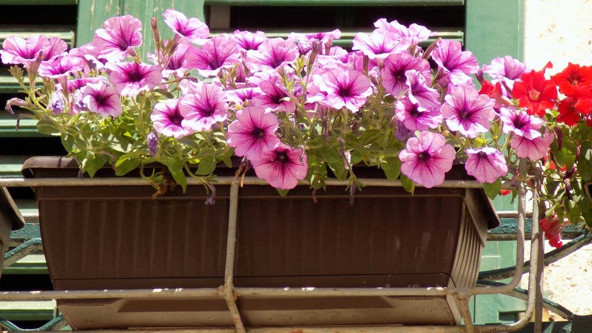 Así debes cultivar las petunias; sus flores llenarán de color tu jardín o terraza