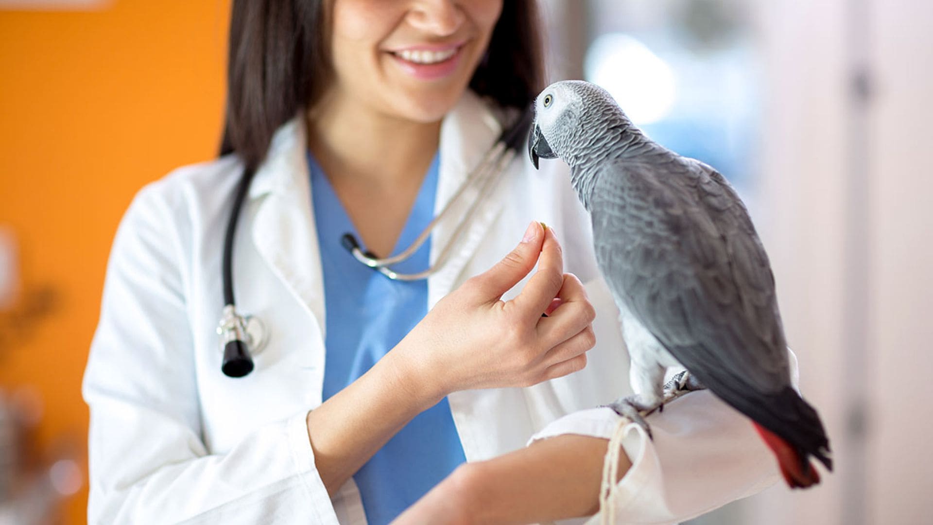 Conoce las enfermedades más comunes de los pájaros