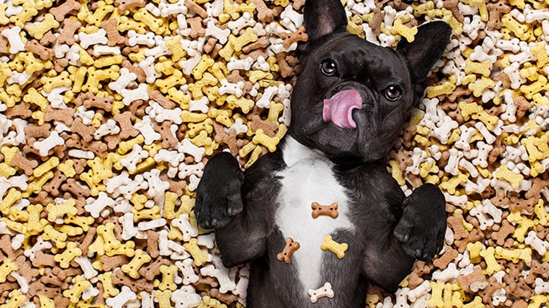 ¿Sabes cuántas calorías extra le das a tu mascota? Con esta equivalencia en 'donuts' lo sabrás