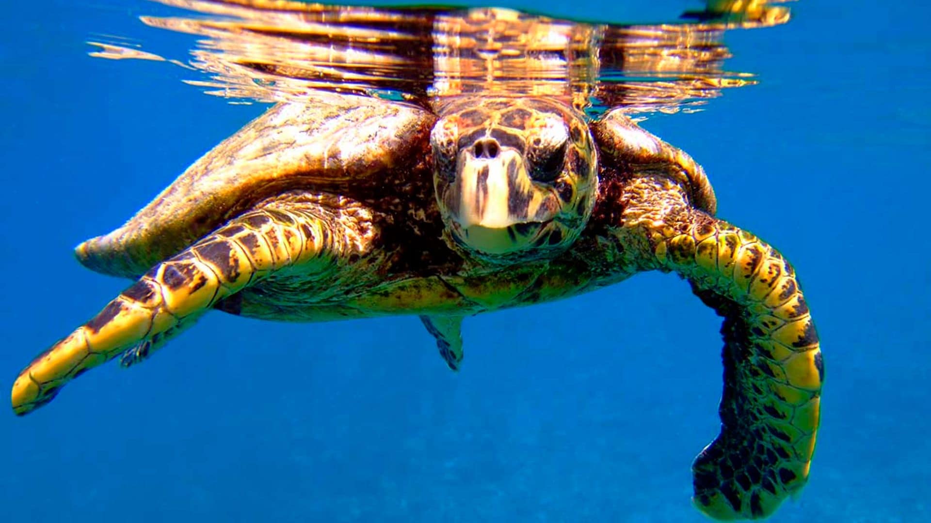 Tortugas marinas: El preocupante presente de un animal fundamental en la fauna marina