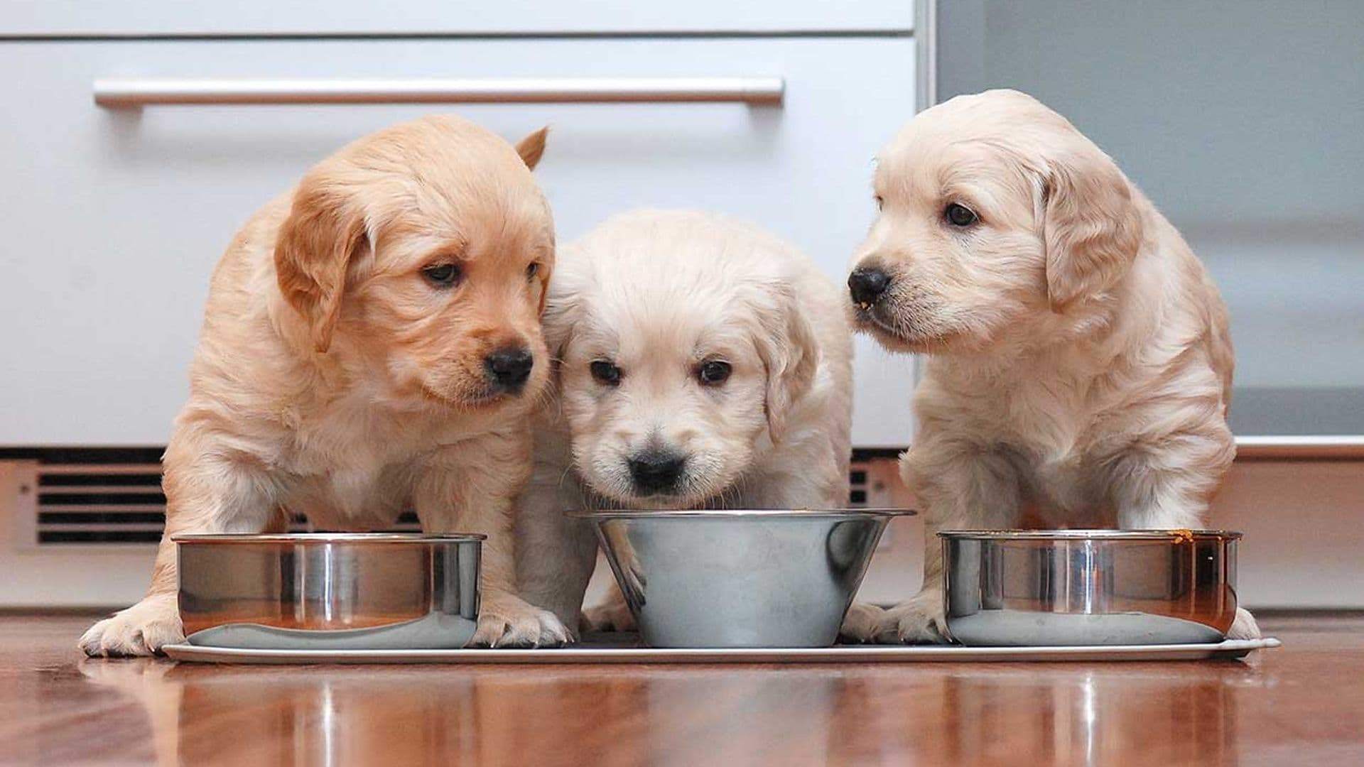 Así es una alimentación equilibrada de un perro menor de un año