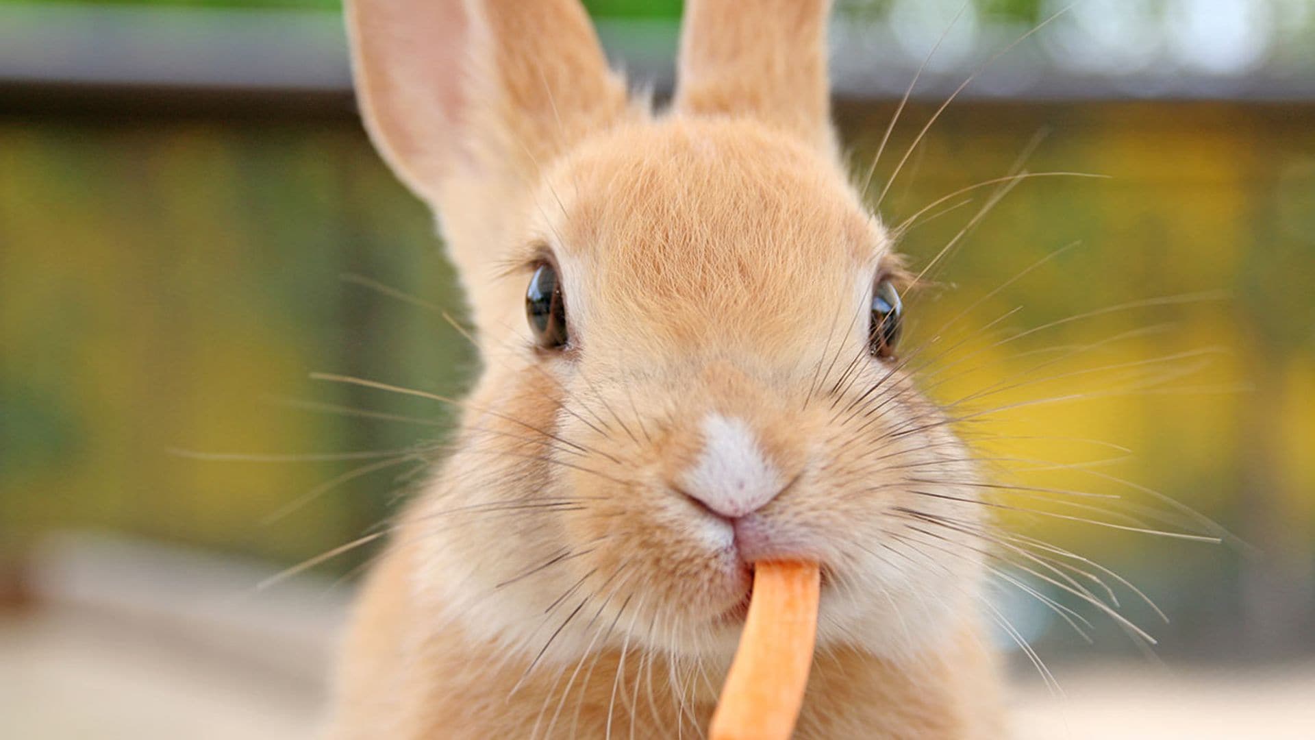 Si tu conejo deja de comer, revisa estos motivos