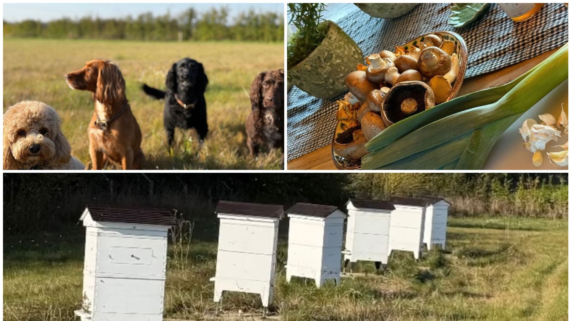 David Beckham dio un vistazo de sus amadas mascotas, las verduras que cosecha en su huerto y el apiario que tiene en su hogar