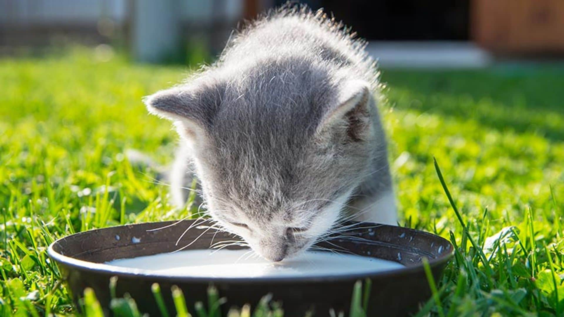 ¿Es necesario darle leche a los gatos?