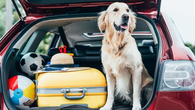 trucos viajar coche perros