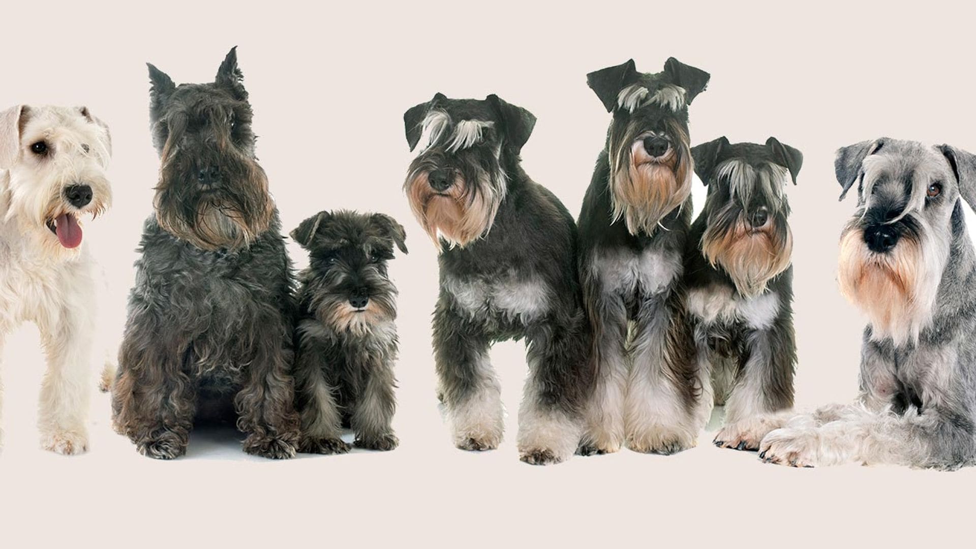 Schnauzer miniatura, un perro grande de tamaño pequeño