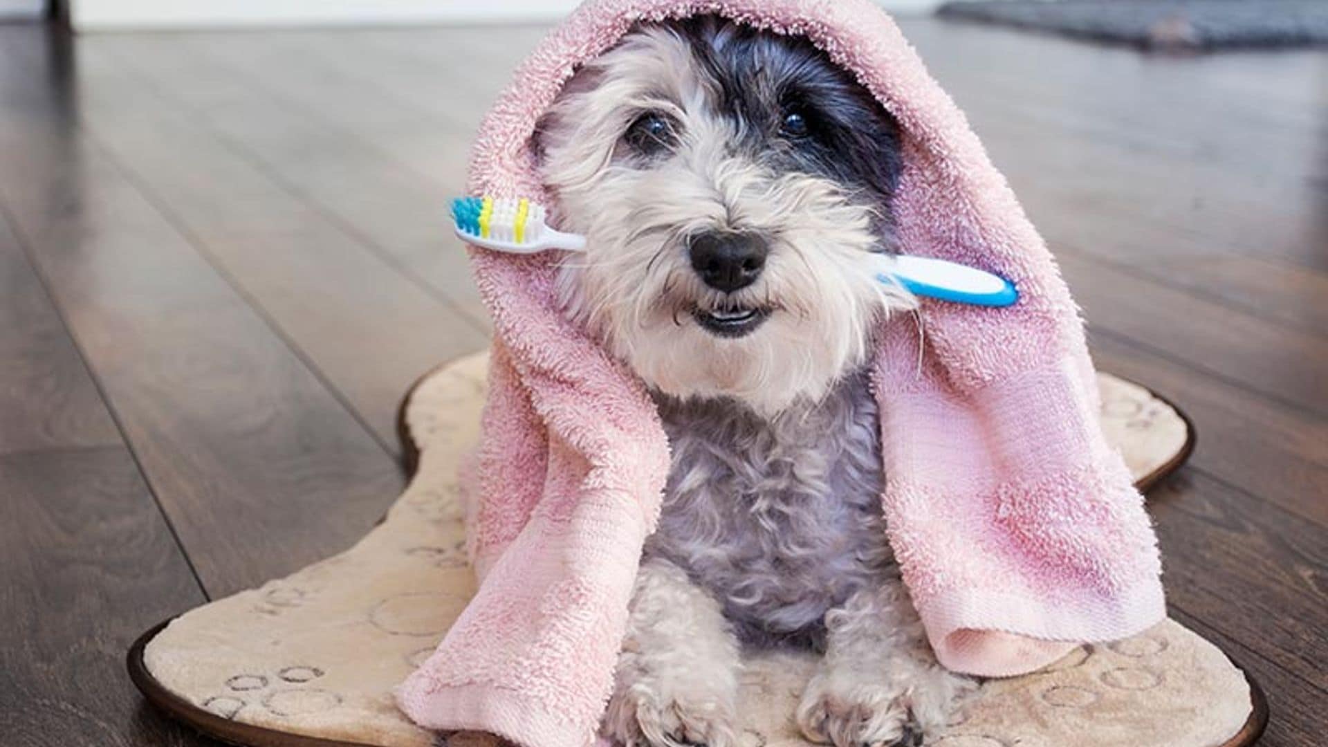 'Brackets' para perros: una inversión en salud y bienestar animal