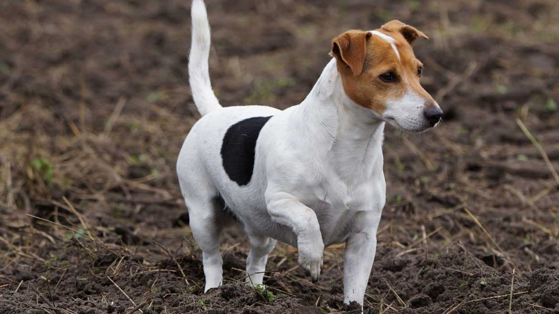 Jack russell terrier: un perro de tamaño pequeño, enérgico y fuerte temperamento