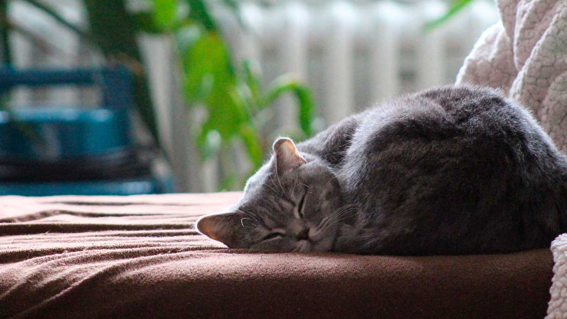 No todos los gatos son ariscos, estas son las razas más cariñosas