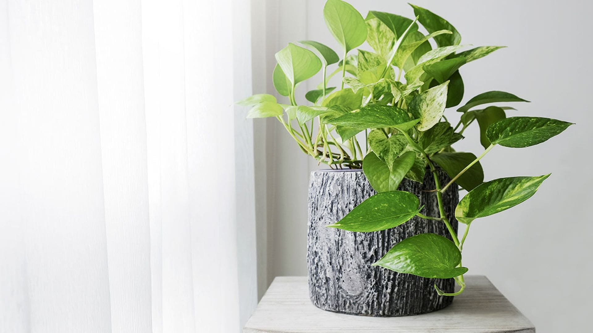 Poto, una planta de interior muy fácil de cultivar para alegrar la casa